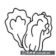兩顆白菜蔬菜簡筆畫步驟圖解大全