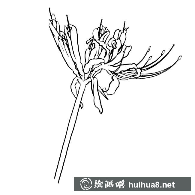 彼岸花植物花簡筆畫步驟圖片大全