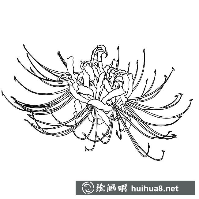 彼岸花簡(jiǎn)筆畫