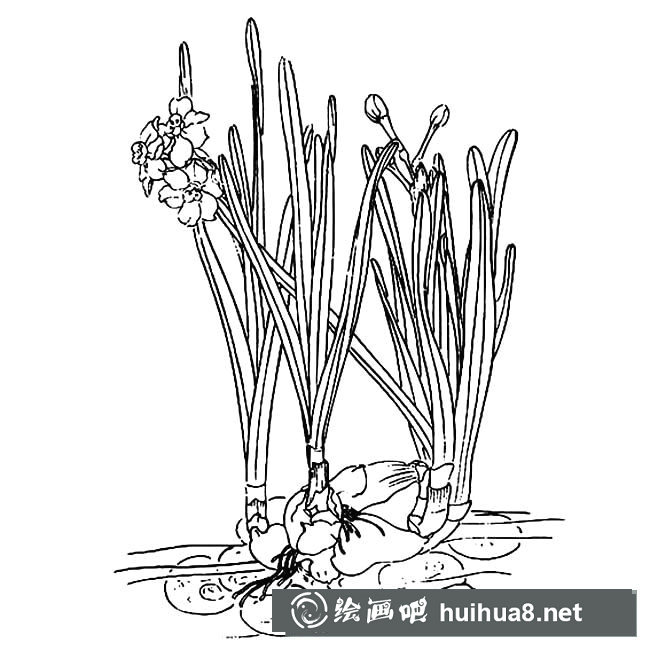 水仙花簡(jiǎn)筆畫圖片