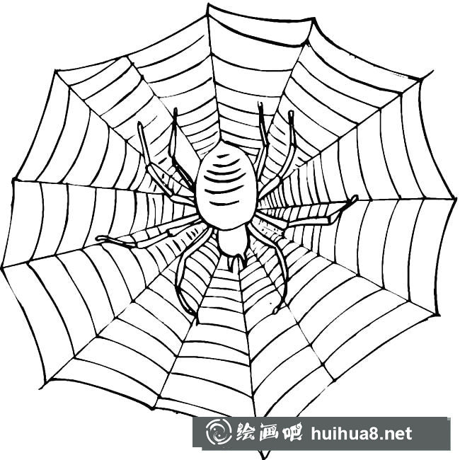 蜘蛛結(jié)網(wǎng)簡筆畫圖片