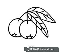 枇杷簡(jiǎn)筆畫圖賞