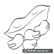 蠶豆簡筆畫賞心悅目