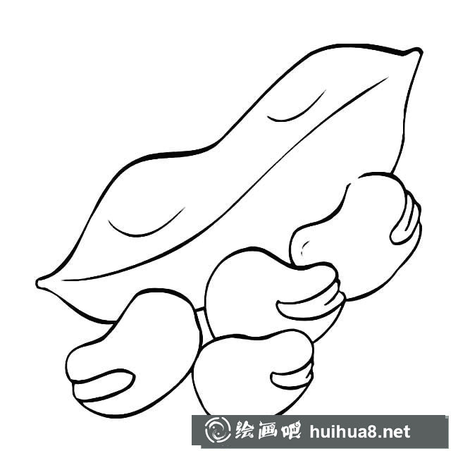 蠶豆簡筆畫圖片