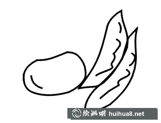 蠶豆簡筆畫圖片