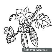 苦瓜簡筆畫圖片欣賞