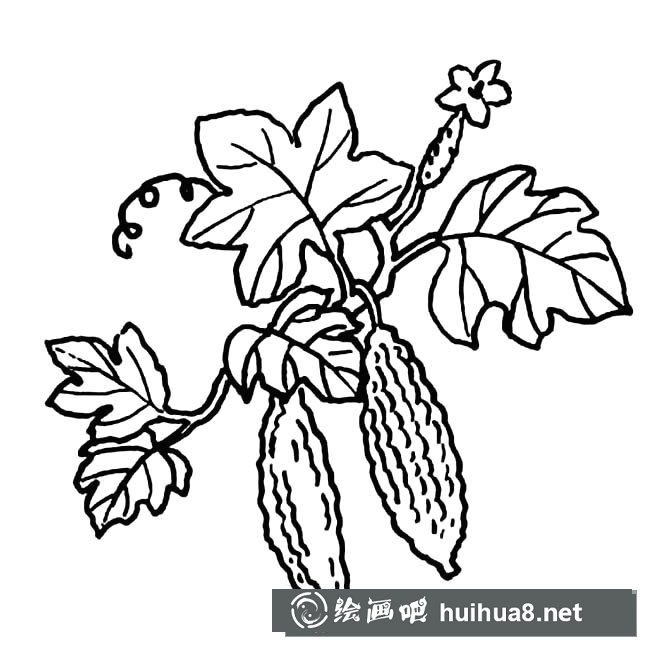 苦瓜簡筆畫圖片