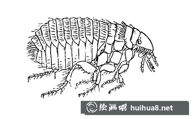 跳蚤簡筆畫圖片