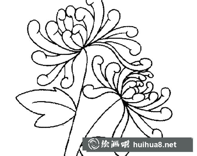 手繪菊花簡(jiǎn)筆畫圖片