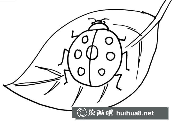 樹葉的七星瓢蟲簡筆畫