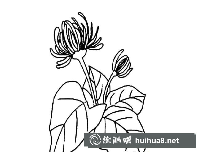 帶葉子的菊花簡筆畫圖片