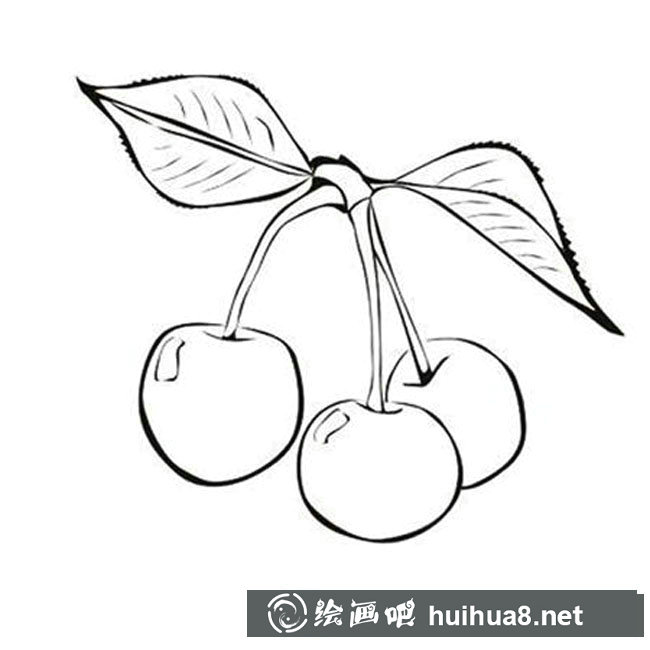 帶樹葉的李子簡筆畫步驟圖片大全