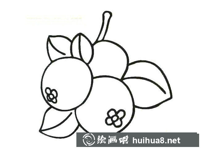 枇杷簡筆畫步驟圖片大全