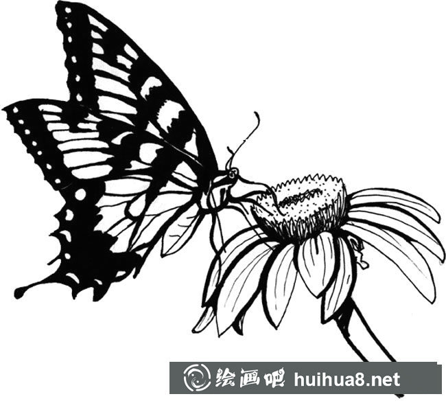 采花的蝴蝶簡(jiǎn)筆畫(huà)