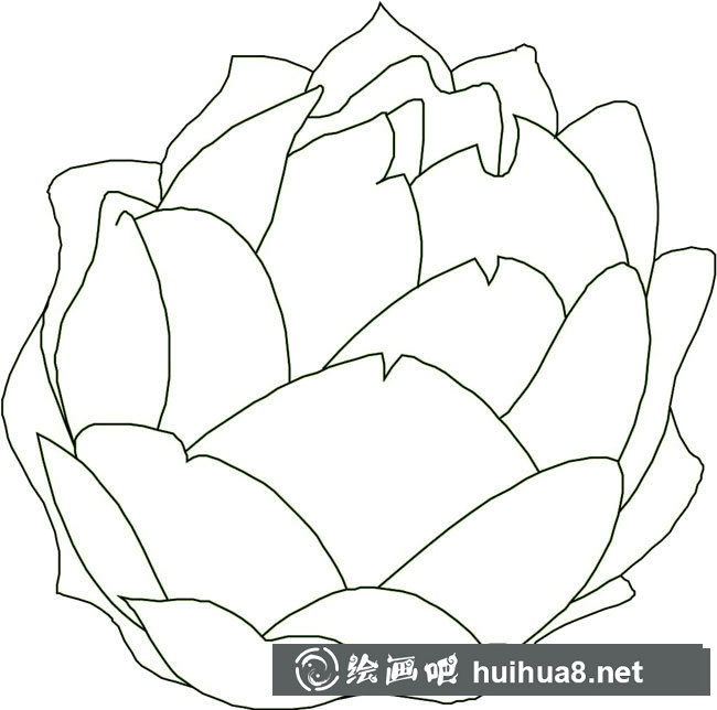 卷心菜簡筆畫步驟圖片大全