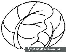 苞菜簡筆畫步驟圖解大全