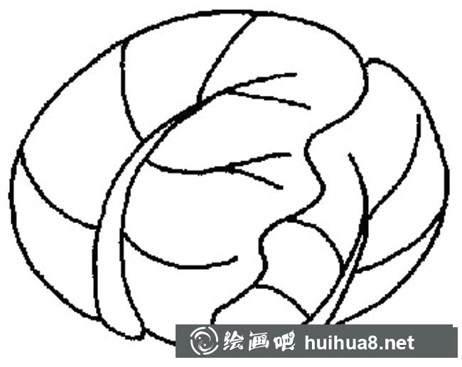 苞菜簡筆畫