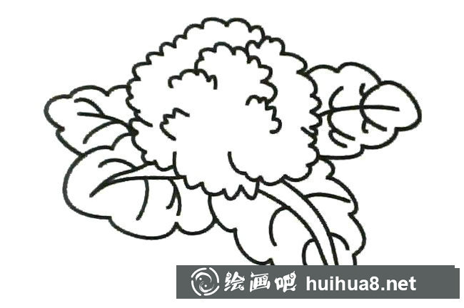花菜簡筆畫