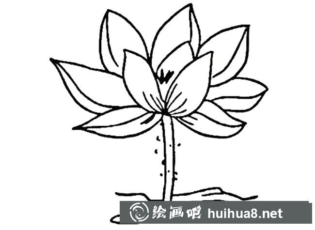 荷花植物花簡筆畫步驟圖片大全