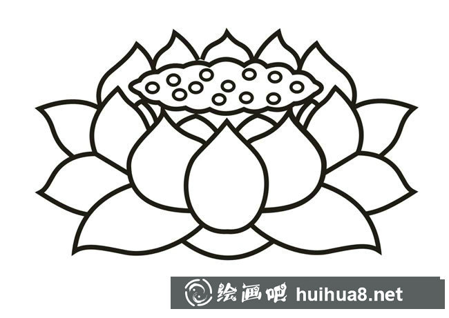 荷花植物花簡筆畫步驟圖片大全(2)