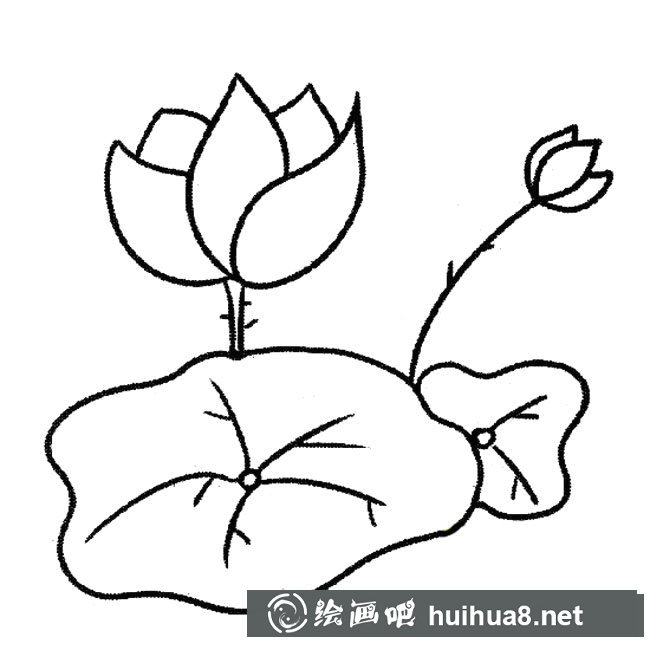 荷葉荷花植物花簡筆畫步驟圖片大全