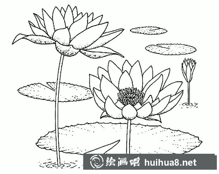 池塘荷花植物花簡筆畫步驟圖片大全