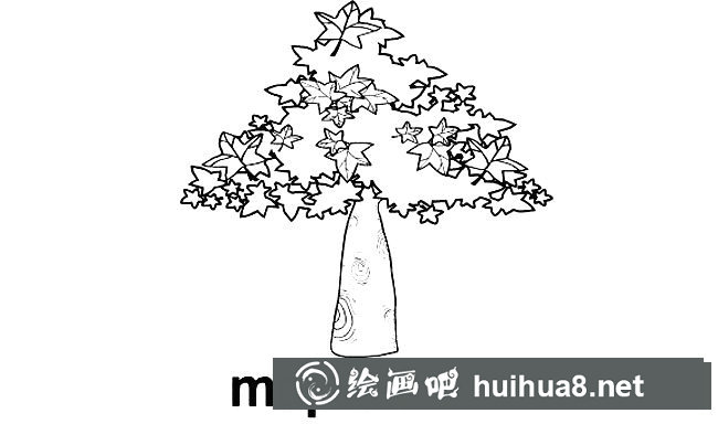 楓葉樹植物簡筆畫步驟圖片大全