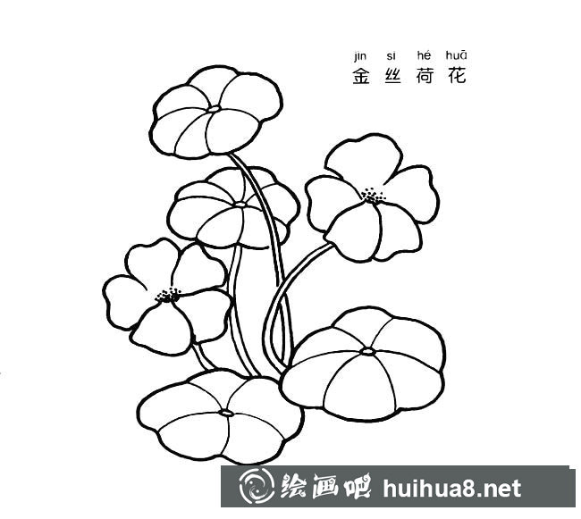 金絲荷花植物花簡筆畫步驟圖片大全