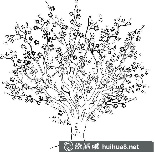 櫻桃樹植物花簡(jiǎn)筆畫步驟圖片大全