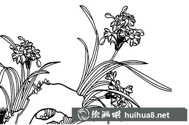 水仙花植物花簡筆畫步驟圖片大全