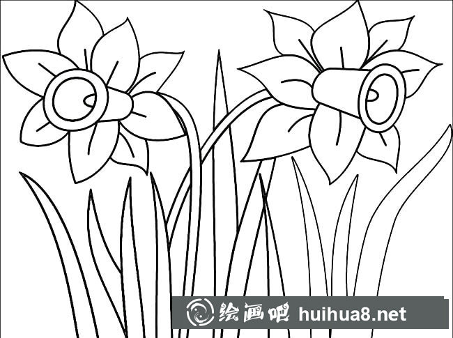 水仙花植物花簡(jiǎn)筆畫步驟圖片大全