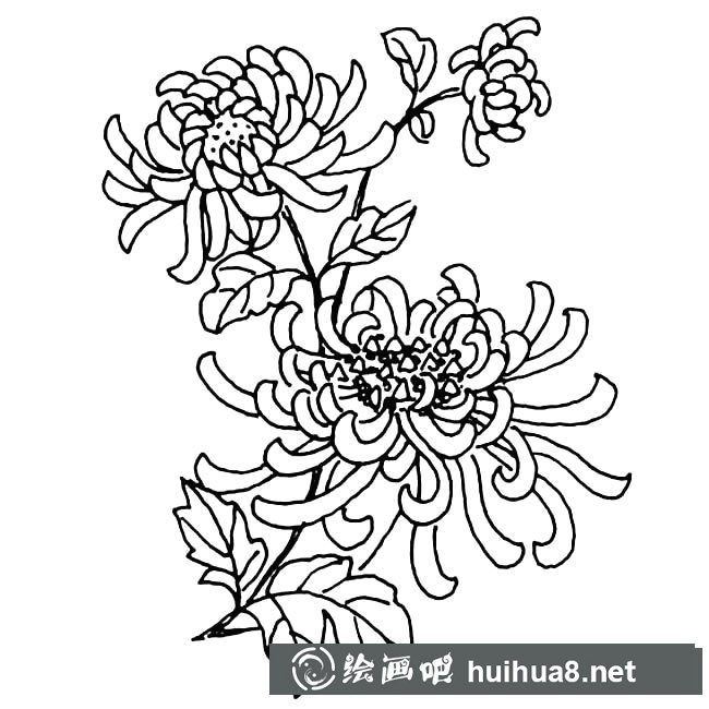 菊花植物花簡筆畫步驟圖片大全