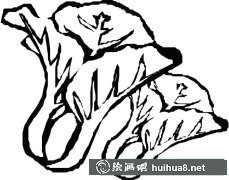 白菜蔬菜簡筆畫步驟圖解大全