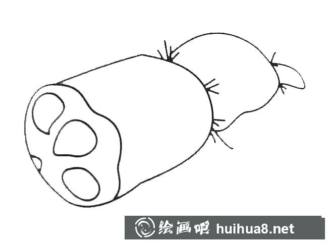 蓮藕蔬菜簡(jiǎn)筆畫步驟圖片大全二