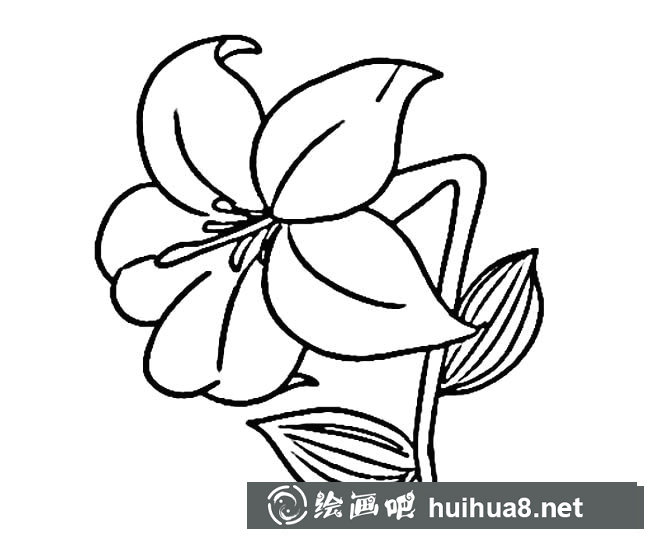 百合花植物花簡筆畫步驟圖片大全二