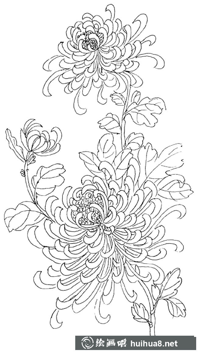 菊花植物花簡(jiǎn)筆畫(huà)步驟圖片大全