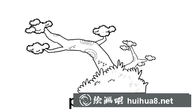 松樹植物簡筆畫步驟圖片大全三