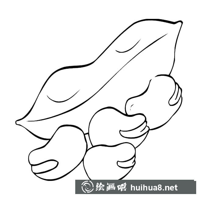 蠶豆蔬菜簡(jiǎn)筆畫步驟圖片大全