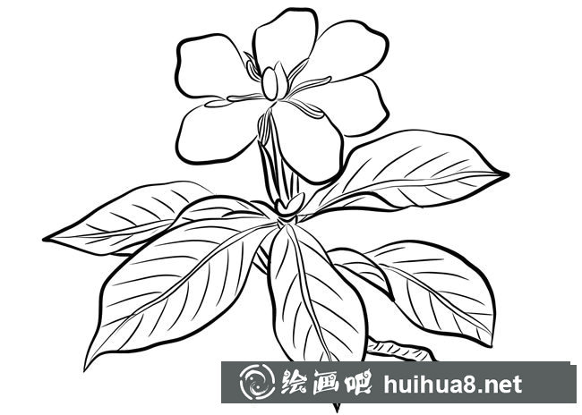 簡單的素描梔子花簡筆畫怎么畫