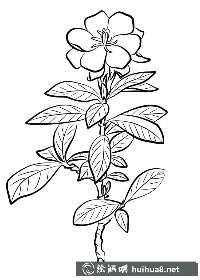 素描簡筆畫梔子花圖片