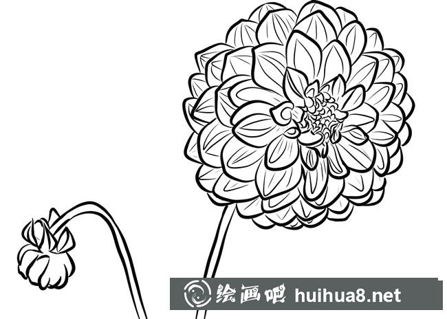大麗花簡筆畫素描圖片