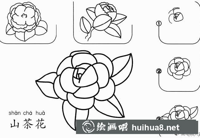 山茶花怎么畫簡筆畫 山茶花簡筆畫步驟圖