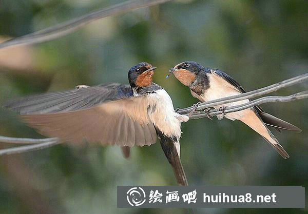 小燕子簡(jiǎn)筆畫步驟圖解