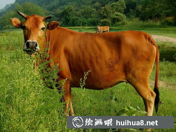 黃牛動(dòng)物百科簡(jiǎn)介