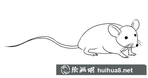 長尾鼠