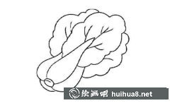 白菜畫法簡筆畫五種教程