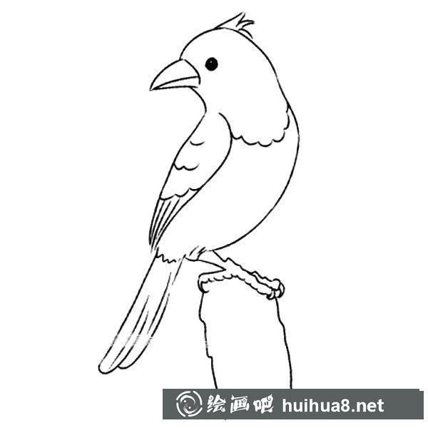 黃鸝簡(jiǎn)筆畫(huà)圖片