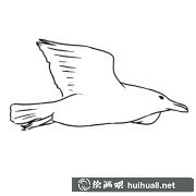 海鷗簡筆畫圖賞