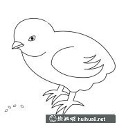 小雞吃米簡筆畫賞心悅目