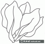 菠菜簡筆畫分解步驟圖解教程